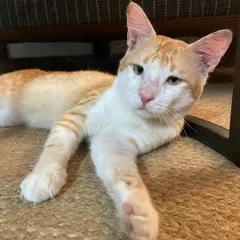 This is Tingmo, a 6-month-old rescued kitten who was found injured. Despite a dislocated limb, he is incredibly playful and active. He is now neutered, healthy, and ready for a loving home.