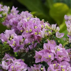 Grow gorgeous purple Bougainvilleas with ease. Just give them plenty of sun and dry soil, and these drought-tolerant, pest-free climbers will reward you with stunning color, perfect for any home.