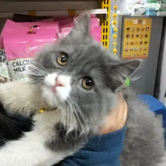 Just look at this face. This is Chiku, a regular visitor who always brightens my day. It’s moments like these that remind me why I do what I do. I treat every pet that comes through my door like my own family.