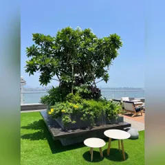 A central planter becomes a living sculpture on this rooftop terrace. We used a mature Plumeria tree surrounded by flowering shrubs and ground cover to create a focal point with a view of the Mumbai skyline.