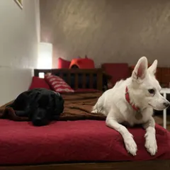 Bella settling in on her first day. My home environment helps new dogs de-stress quickly, making them more receptive to learning good behaviors like staying calm on furniture.