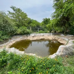 A view of the large water pond at our Jaunapur City Forest. This man-made water body is now a crucial part of the ecosystem, attracting birds and dragonflies and helping to maintain the ecological balance of the area.
