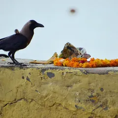 A crow, considered a messenger for ancestors during Pitru Paksha, stands next to a floral offering on a wall at the Yamuna Ghat. It's a symbolic moment of connection.