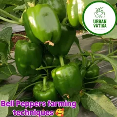 My bell pepper farming setups produce healthy, crisp vegetables. This plant is loaded with green capsicums, ready to be picked straight from a client's terrace garden.