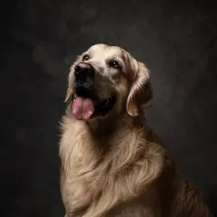A classic, soulful portrait of a Golden Retriever against a textured grey backdrop. This style is all about capturing that quiet, gentle expression that you know and love.