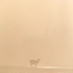 On the first day of 2022, I saw this Sambar deer standing in the misty morning light at Corbett. The golden glow on the Ramganga river reminded me of the golden deer from our epic, the Ramayana. It was a magical start to the new year.