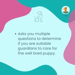 If you choose to buy a dog, it's crucial to avoid backyard breeders. This guide helps you identify an ethical breeder, who will ask you many questions to ensure you are a suitable guardian for one of their well-bred puppies.