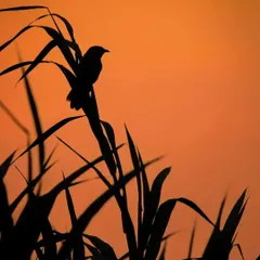 A silhouette of a Jungle Babbler against an orange sunset. There's a mystery to silhouettes that I find incredibly exciting to capture.