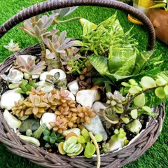 A beautiful succulent arrangement in a rustic wicker basket. This makes a perfect, long-lasting gift or a stunning centerpiece for a table. The mix of colors, shapes, and textures is just beautiful.