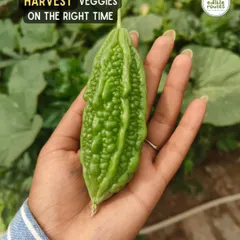 The perfect moment to harvest. I believe in picking vegetables like this karela (bitter gourd) at just the right time to ensure they are packed with flavour and nutrition, straight from the vine to your kitchen.