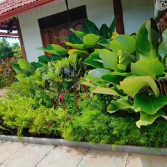 We turned this small patch of land next to a house into a dense tropical garden. By layering plants with large leaves like Calathea and smaller ferns, we created a lush, low-maintenance paradise that adds life and color to the home's exterior.