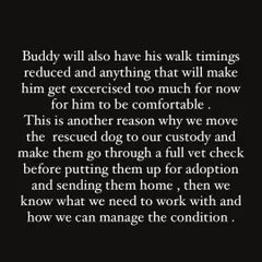 An update on Buddy's care plan. We conduct full vet checks on all our rescues to understand their needs. For Buddy, this means managing his exercise and diet to keep him comfortable.