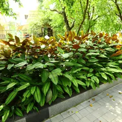 This garden bed features Calathea plants, known for their decorative leaves. I ensure they have the right soil and moisture conditions to keep their foliage healthy and patterned.