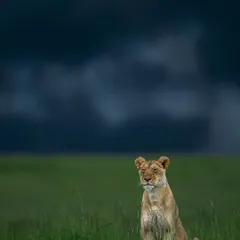 A lioness sits patiently as a storm gathers over the Mara. The contrast between the calm subject and the dramatic sky creates a powerful narrative.