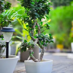 We believe bonsai are living art. This expertly pruned Ficus bonsai, with its beautifully twisted trunk, brings a sense of harmony and sophistication to any room.