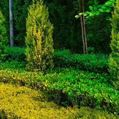 A close-up of layered planting at Sultanpur Farm, showing the different textures and shades of green, from low ground cover to taller shrubs.