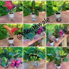 A collage of our colorful hydroponic plants. Growing plants in water highlights their beautiful root systems and eliminates the mess of soil, making them perfect for tabletops and desks.