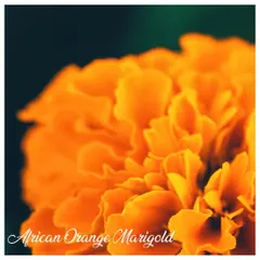 This is the African Orange Marigold, known for its large, vibrant orange blooms. It's a statement flower that is incredibly easy to grow from seed.