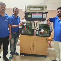 Our team with the travel crates for Simba, Leo, and Kittu, a trio of cats we relocated from Pune to Luxembourg. We have the expertise to handle multiple pets for complex international moves.