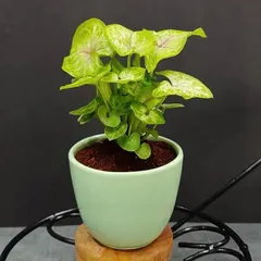 A delicate Syngonium plant in a pastel green ceramic pot. Its compact size makes it an ideal desk companion or a small token of appreciation.