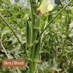 This is Okra, or Bhindi, growing strong on our client's farm. We ensure our plants are healthy and productive, yielding tender vegetables that are perfect for classic Indian dishes.