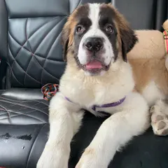 Meet Daisy, a beautiful Saint Bernard puppy. Her gentle eyes and massive paws are characteristic of this giant, lovable breed. I focus on capturing the scale and sweet nature of large dogs like her.