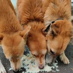 My Viman Sena sharing a meal together. It's a beautiful sight to see them eating peacefully. This is what community and care look like on the streets.