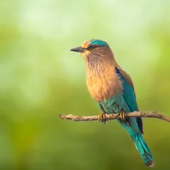 The Indian Roller displays a stunning palette of blue, turquoise, and brown. This classic portrait against a soft green background allows the bird's subtle yet complex colours to take centre stage.