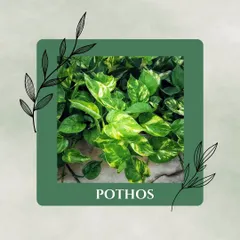 Pothos is a versatile and forgiving plant that will tell you when it needs water. It can thrive in a variety of light conditions and is a fast grower, giving you that jungle feel quickly.