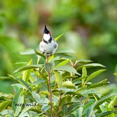 A Red-whiskered Bulbul perches right at the top of a green bush. Its sharp crest and bright red whisker stand out perfectly against the lush foliage.
