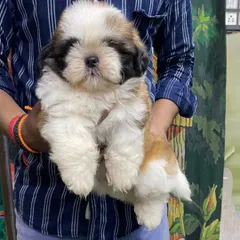 Here is a perfect example of our top-quality Shih Tzu puppies. This little male has a thick, beautiful coat and a sweet, affectionate personality, making him an ideal lap dog and family pet.