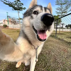 This Husky is a natural model, giving us a perfect happy face for his close-up.