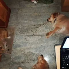 My typical work-from-home setup, surrounded by sleeping dogs. I am with the pack 24/7, ensuring they are always supervised, safe, and loved.