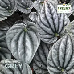 The Peperomia 'Moonlight' has stunning grey leaves with delicate, dark veins. It's a unique foliage plant that brings a sense of balance and harmony to an indoor collection.