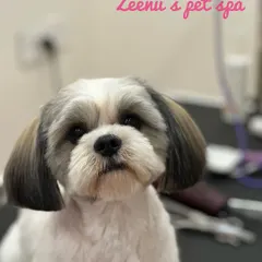 Fizzy the Shih Tzu shows off a perfectly rounded face cut. This technique highlights their sweet expressions while keeping the fur around their eyes and mouth clean.