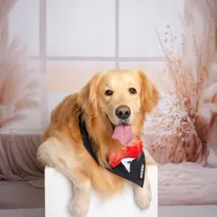 Pets are family too! This handsome Golden Retriever is all dressed up in a tuxedo bandana, posing perfectly for his studio portrait.