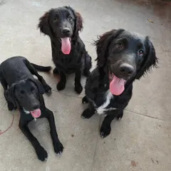 This trio of black beauties is all smiles. It's rewarding to see dogs form friendships and enjoy their time here as part of a happy, well-adjusted group.