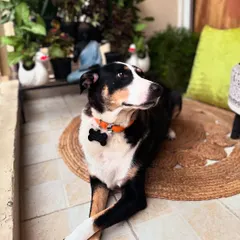 Meet one of our happiest clients. We believe green spaces should be for the whole family, which is why we specialize in pet-safe garden design. Here, our furry friend is enjoying a custom balcony garden filled with non-toxic plants.