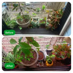 Another successful plant makeover. Notice how the plants in the 'After' shot are healthier, better arranged, and the soil is fresh. This is a standard result of our residential plant maintenance service.