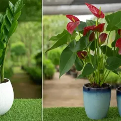 We stock a wide variety of popular indoor plants for every corner of your home. On the left is a low-maintenance ZZ plant, and on the right, a vibrant red Anthurium, both known for their beauty and air-purifying qualities.