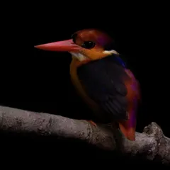 This Oriental Dwarf-Kingfisher is one of the most brilliantly colored birds I've seen. I waited for it to land on a clean perch in the dark Singaporean rainforest and underexposed the shot to create this moody, low-key image that makes its colors feel electric.