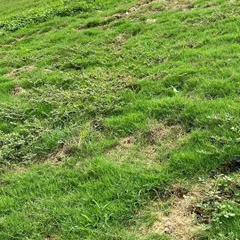 A before-and-after comparison of a sloped lawn area. The 'before' shot shows a patchy, weedy slope, which we can transform into a lush, healthy green turf.