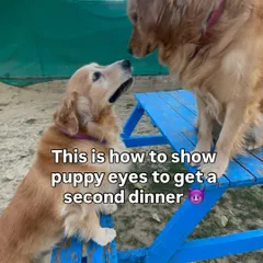 Teaching the young ones the important life skill of using puppy eyes to get a second dinner. It's a powerful tool!