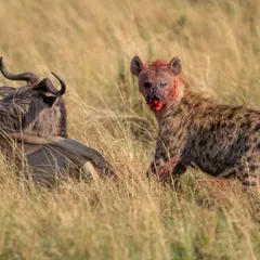 A chilling gaze from the hyena, its face covered in the evidence of its brutal meal.