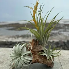 A beautiful arrangement of Tillandsia, or air plants, mounted on driftwood. These soil-free wonders come in many shapes and sizes and are perfect for creating unique, living art pieces.