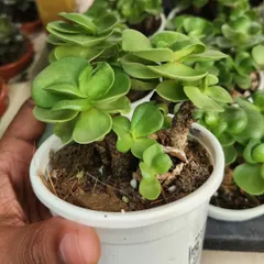 This is a classic succulent, perfect for beginners. Its compact shape and fleshy leaves are designed to store water, making it very drought-tolerant.
