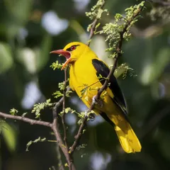 A male Indian Golden Oriole announces its arrival with a melodious call. Its brilliant yellow plumage makes it look like a splash of sunshine in the forest canopy.