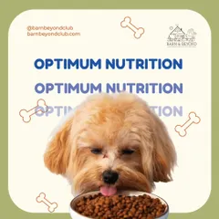 We believe in optimum nutrition for a long and healthy life. This little one is enjoying a bowl of high-quality puppy food, specially chosen to meet the dietary needs of a growing dog. A proper diet is the foundation of good health.