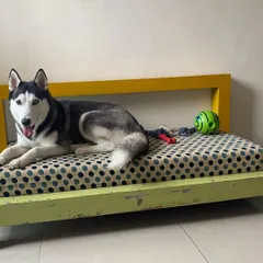 Adoption Call: Lucy, an adorable Husky, is looking for her forever home. We use our platform to help connect deserving pets with loving families.