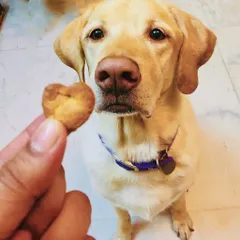 Chef Junior posing with a heart-shaped cookie. We offer a variety of flavors, including carrot and banana, chicken liver, and classic peanut butter, all made with love.